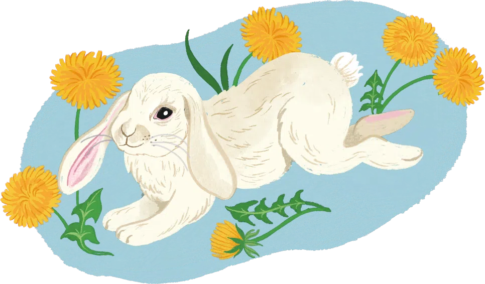 rabbit