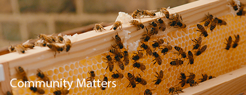 NHP bees in beehive - Community matters